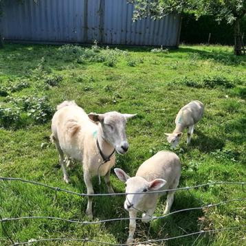 jaarling ooi met 2 lammeren