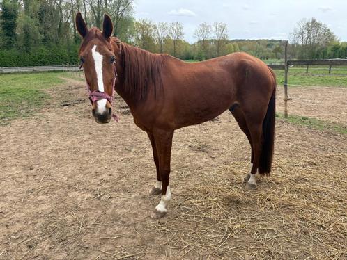 Wandel-gezelschap paard te koop., Dieren en Toebehoren, Paarden, Ruin, 170 tot 175 cm, 3 tot 6 jaar, Recreatiepaard, Gechipt, Ontwormd