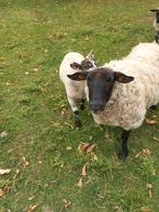 Prachtige  moer met 2 lammeren bokje en teefje voor verzamel, Vrouwelijk, Schaap, 3 tot 5 jaar