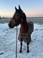 9-jarige ruin, Dieren en Toebehoren, Ruin