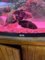 Twe koppels Amerikaanse cichliden te koop, Ophalen, Zo goed als nieuw