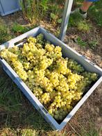 Wijndruiven, Tuin en Terras, Planten | Fruitbomen, Ophalen, Lente, Overige soorten, Volle zon