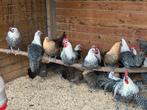 Citroen brakel hennen, Dieren en Toebehoren, Pluimvee, Vrouwelijk, Kip