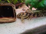 L 140 Peckoltia sp. gezocht, Dieren en Toebehoren, Vissen | Aquariumvissen