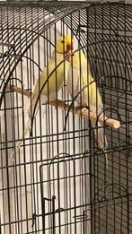Halsbandparkieten Koppel '24 Kweekrijp, Plusieurs animaux, Perruche