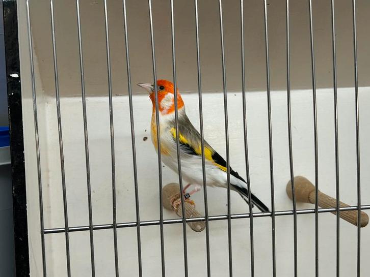 Grote distelvink man, Dieren en Toebehoren, Vogels | Overige Vogels