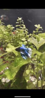 Beta half moon (man), Vis, Zoetwatervis, Schoolvis