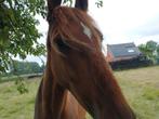 Vos merrie, Dieren en Toebehoren, Merrie, 3 tot 6 jaar, Gechipt, Tuigpaard