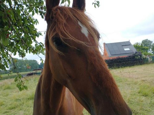 Vos merrie, Dieren en Toebehoren, Paarden, Merrie, Onbeleerd, 165 tot 170 cm, 3 tot 6 jaar, Tuigpaard, Gechipt, Ontwormd