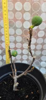 Vijgenboom Ficus Carica, Ophalen, Volle zon, In pot, Vijgenboom
