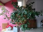 Grand ficus benjamina en pot, pas de livraison, Maison & Meubles, Plantes d'intérieur, Ficus, En pot, Enlèvement, 200 cm ou plus