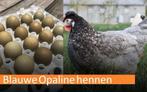 Olijflegger bij kippenshopjordi: Elke zondag open!, Poule ou poulet, Femelle