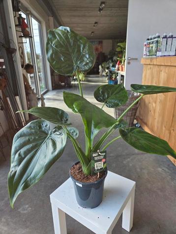 Kamerplant 'Alocasia' beschikbaar voor biedingen