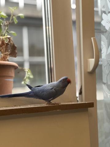 Two Parrot for sale beschikbaar voor biedingen