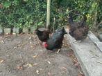 Barnevelder broedeieren, Dieren en Toebehoren, Geslacht onbekend, Kip