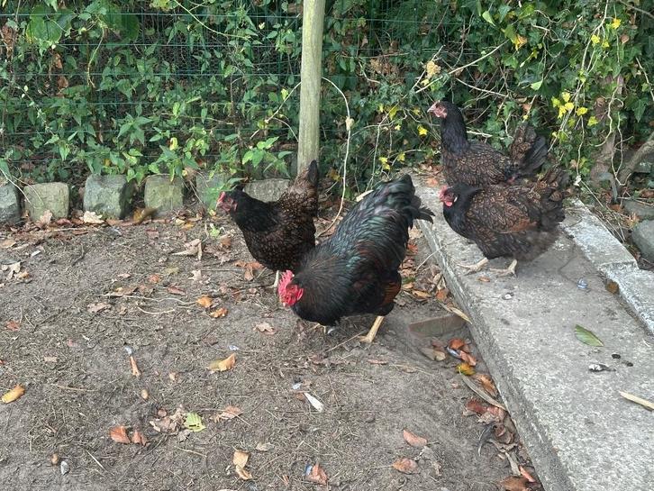 Barnevelder broedeieren, Dieren en Toebehoren, Pluimvee, Kip, Geslacht onbekend