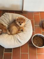 Prachtige raszuiver orange pomeriaantje nog 1 reutje, België, Particulier, Keeshond, 8 tot 15 weken