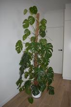 Monstera 210cm, Huis en Inrichting, Kamerplanten, Ophalen of Verzenden