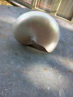 coquille de perle Nautilus 15 cm 100% intacte, Coquillage(s), Enlèvement ou Envoi