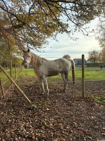 Pony project beschikbaar voor biedingen