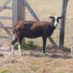 ooi voor de slacht, Dieren en Toebehoren, Schapen, Geiten en Varkens