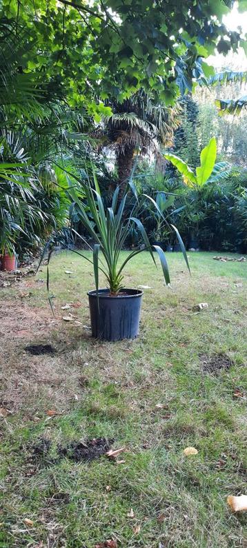 yucca of palmlelie beschikbaar voor biedingen