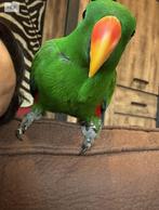 Eclectus, Animaux & Accessoires, Oiseaux | Perruches & Perroquets, Mâle
