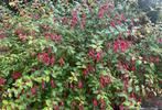 Fuchsia vivace, Tuin en Terras, Ophalen