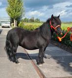 **SUPER KNAPPE & GROTE 3 JARIGE SHETLANDER RUIN **, Dieren en Toebehoren, Ruin, Ontwormd
