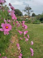 Cosmea, Ophalen