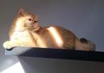 Britse korthaar golden dekkater ( niet te koop ), Dieren en Toebehoren, 3 tot 5 jaar