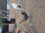 Marans haan, Dieren en Toebehoren