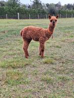 Alpaca hengstje, Dieren en Toebehoren, Juli, Mannelijk