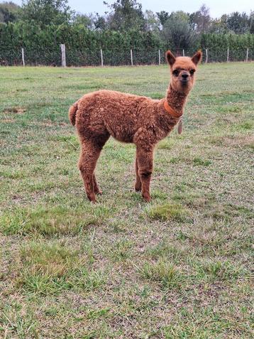 Alpaca hengstje beschikbaar voor biedingen
