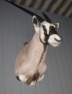 Oryx opgezet taxidermie, Verzamelen, Dierenverzamelingen, Ophalen