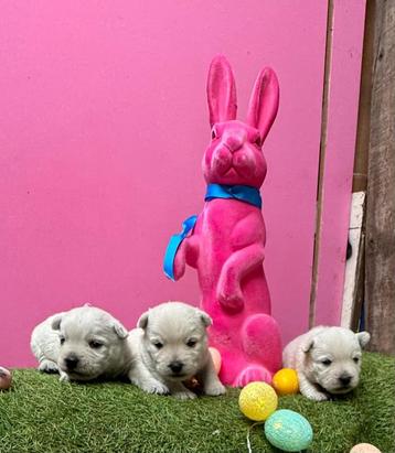Westhighland white terriër pups/cesar/westy/pups/wit/westie beschikbaar voor biedingen