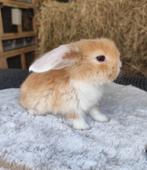 Franse hangoor - rammetje, Dieren en Toebehoren, Konijnen, Hangoor