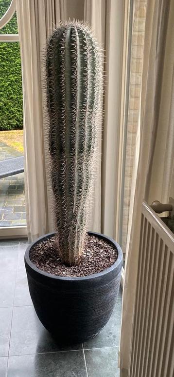 Cactus 2 meter  beschikbaar voor biedingen