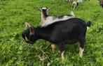 Geiten en dwerggeiten, Dieren en Toebehoren, Schapen, Geiten en Varkens, Meerdere dieren, Geit, 0 tot 2 jaar