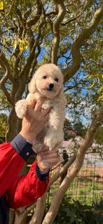 Maltipoo teefje, België, Overige rassen, CDV (hondenziekte), 8 tot 15 weken