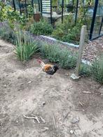 Mooie haan, Dieren en Toebehoren, Pluimvee