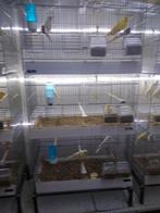 Gele kanarie te koop, Ophalen, Zo goed als nieuw