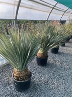 Dasilirion wheelerii palm, Ophalen, Winter, In pot