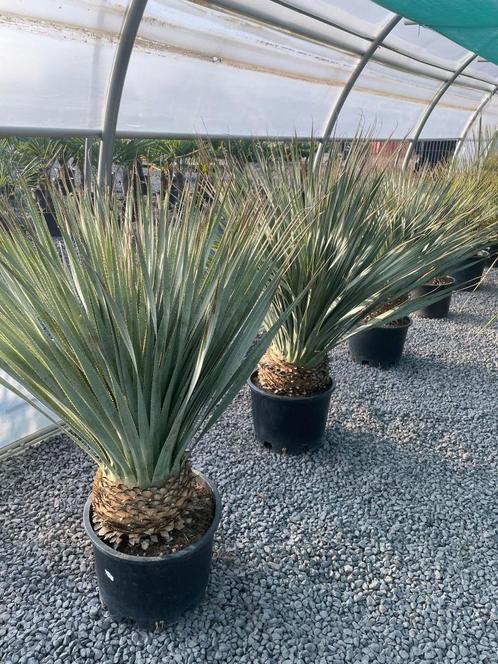 Dasilirion wheelerii palm, Tuin en Terras, Planten | Bomen, Winter, In pot, Ophalen