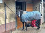 Super lieve schimmel, Dieren en Toebehoren, Pony's, E pony (1.48m - 1.57m), B, Ruin, 3 tot 6 jaar