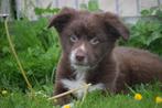 Border collie pups choco mooie kleuren, Dieren en Toebehoren, CDV (hondenziekte), Meerdere, 8 tot 15 weken, Meerdere dieren