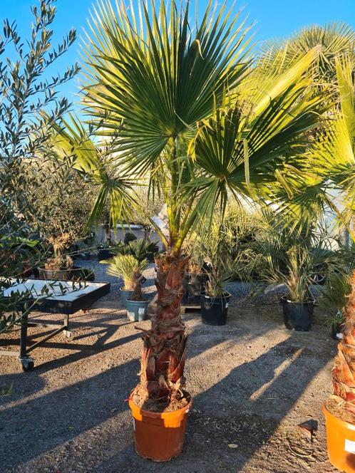 Palmboom Washingtonia Robusta, Tuin en Terras, Planten | Tuinplanten, Ophalen