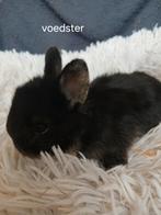 Konijnen, Dieren en Toebehoren, Konijnen, Meerdere dieren, Klein, 0 tot 2 jaar