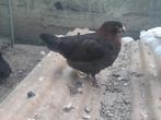 Kip uit Maran, Vrouwelijk, Kip