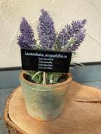 LAVENDELPLANT IN TERRA POTJE Groot NIEUW, Ophalen of Verzenden, Nieuw, Binnen